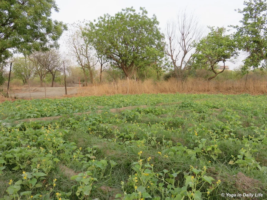 2018 cucumber plantation Big Garden 72dpi 1200 wm